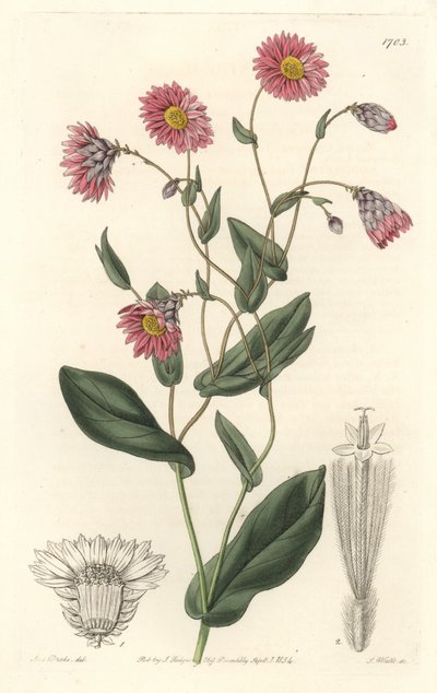 Rosa Rhodanthe, aus Australien, aus dem Botanischen Register von Sydenham Teast Edwards