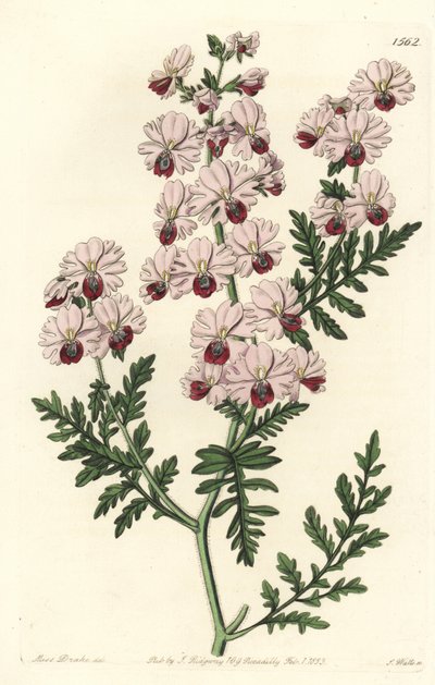 Armen-Orchidee von Sydenham Teast Edwards