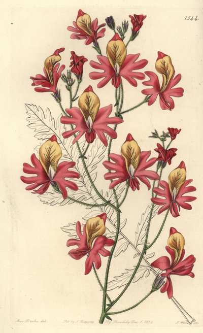 Arme-Leute-Orchidee, Schizanthus grahamii von Sydenham Teast Edwards