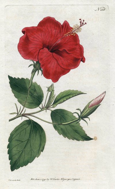 Rose de Chine (Lithographie von Sydenham Edwards) von Sydenham Teast Edwards