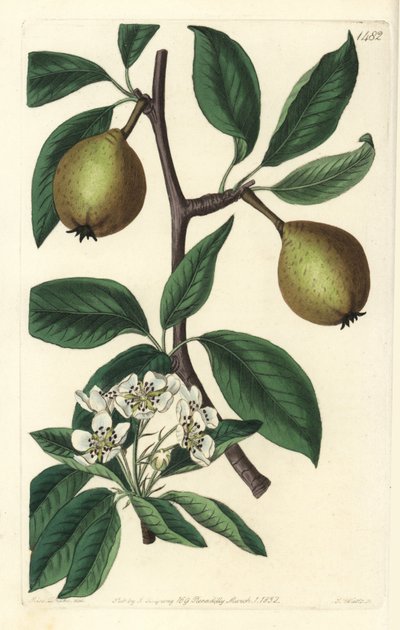 Salbeiblättrige Birne, Pyrus salviifolia von Sydenham Teast Edwards