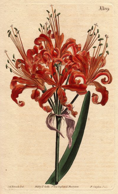 Lachsfarbene Amaryllis, mit lockiger orangefarbener Blüte, blühend aus einem einzigen Stiel. Lachsfarbene Amaryllis, mit lockigen orangefarbenen Blüten, die aus einem einzigen Stiel blühen. Amaryllis humiliates. Handkolorierte Kupferstichgravur nach einer  von Sydenham Teast Edwards