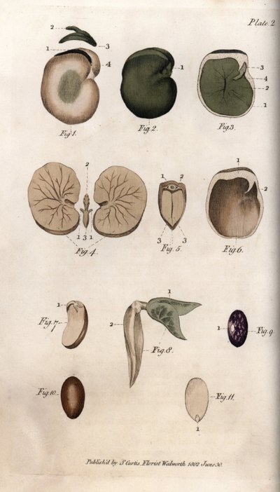 Samen und ihre Schnitte: Sorten der gewöhnlichen Bohne und Feigensamen. Farbiger Kupferstich, Illustration von Sydenham Edwards (1768-1819) für Konferenzen der Botanik, Botanischer Garten von Lambeth (England) von Sydenham Teast Edwards