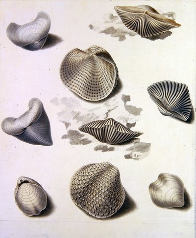 Muscheln und Meeresflora von Sydenham Teast Edwards