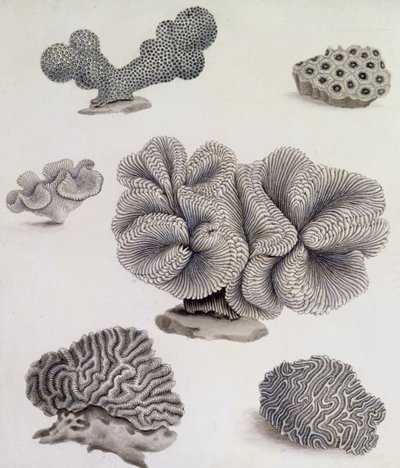 Muscheln und Meeresflora von Sydenham Teast Edwards