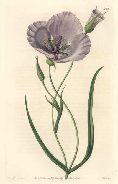 Prachtvolle Calochorte (prächtige Mariposa), heimisch in Kalifornien - Satiny Calochortus oder prächtige Mariposa-Lilie, Calochortus splendens, heimisch in Kalifornien - Handkolorierter Kupferstich von S. Watts nach einer Illustration von Miss Drake, aus S von Sydenham Teast Edwards
