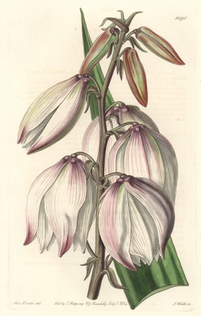 Prächtige Yucca von Sydenham Teast Edwards