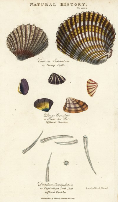 Dornige Herzmuschel, Cardium echinatum, gekerbte Donax, Donax crenulata, und achtkantige Zahnschale, Dentalium octangulatum von Sydenham Teast Edwards