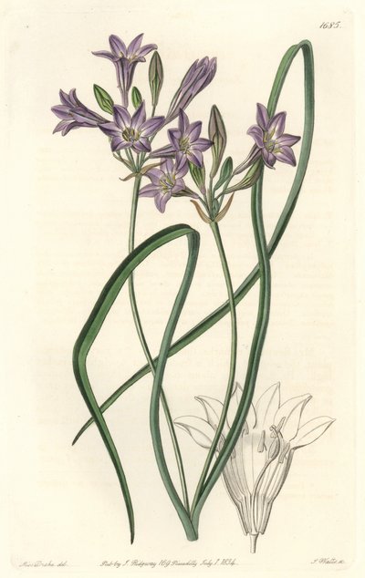 Triteleia ou brodiacea lache von Sydenham Teast Edwards