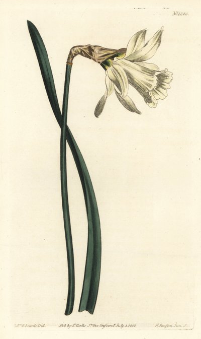 Kleine weiße spanische Narzisse, Narcissus pseudonarcissus subsp. moschatus (Narcissus moschatus) von Sydenham Teast Edwards