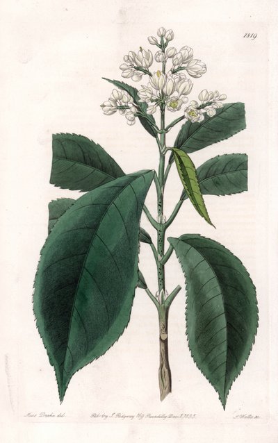 Turpinia Varietät von Sydenham Teast Edwards
