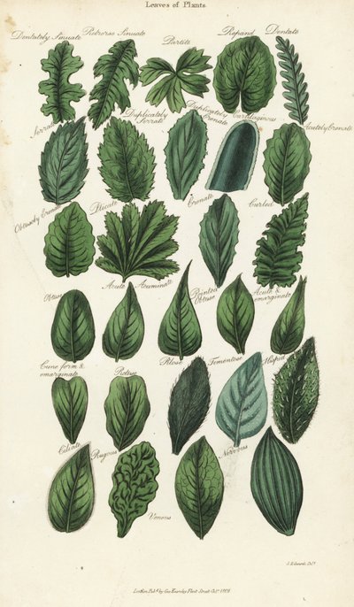Blattformen von Pflanzen. Handkolorierte Kupferstichgravur nach Sydenham Edwards aus John Mason Good