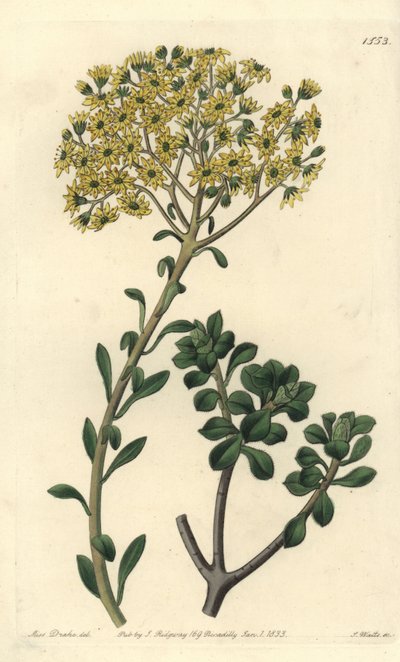 Varietät der Hauswurz, Sempervivum villosum von Sydenham Teast Edwards