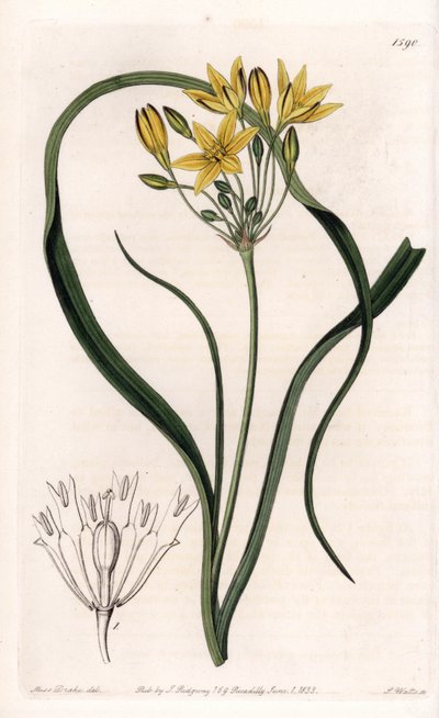 Varietät von Triteleia oder Brodelea, mit gelben Blüten, heimisch in Kalifornien von Sydenham Teast Edwards