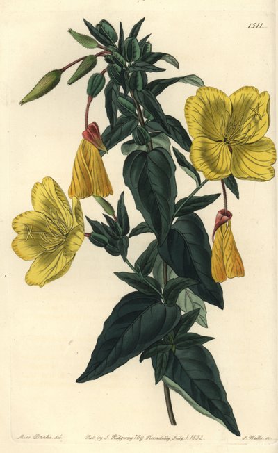 Abendprimel, Oenothera fruticosa subsp. glauca von Sydenham Teast Edwards