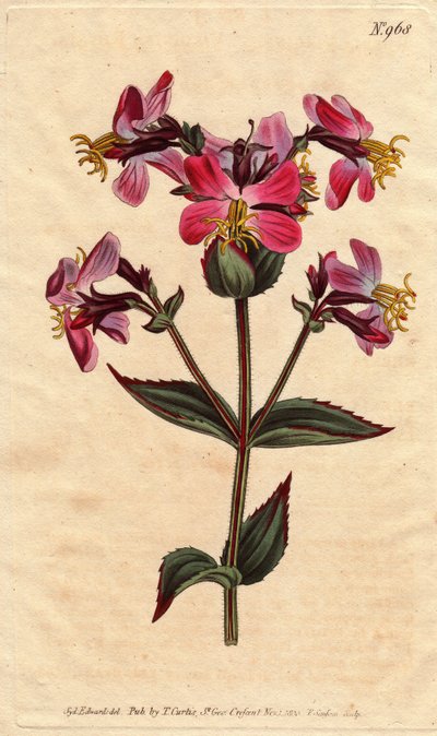 Virginische Rhexia mit bunten rosa und malvenfarbenen Blüten von Sydenham Teast Edwards