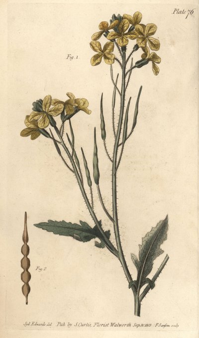 Wilder Rettich, Raphanus raphanistrum, Siliquosa von Sydenham Teast Edwards