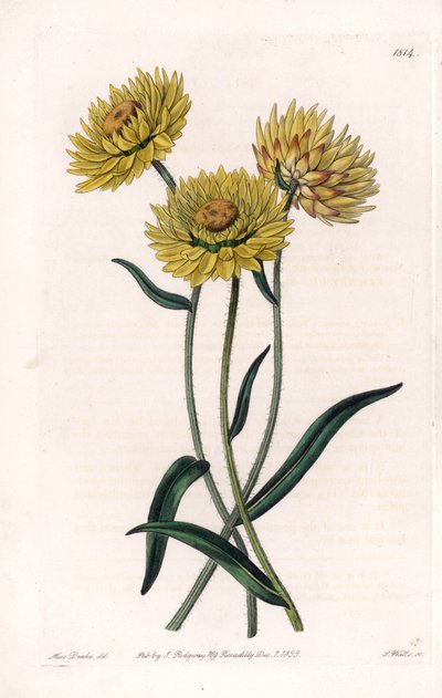 Xerochrysum Variete, endemisch in Australien - Graviert von S. Watts, nach einer Illustration von Sarah Anne Drake (1803-1857), aus dem Botanical Register von Sydenham Edwards (1768-1819), England von Sydenham Teast Edwards