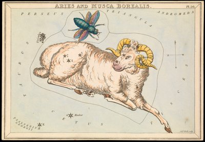 Widder und nördliche Fliege, ca. 1825 von Sydney Hall