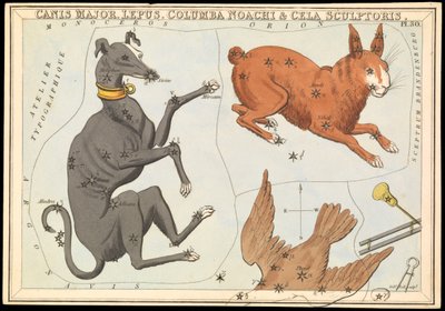 Canis Major. Lepus, Columba Noachi & Cela Sculptoris, ca. 1825 von Sydney Hall