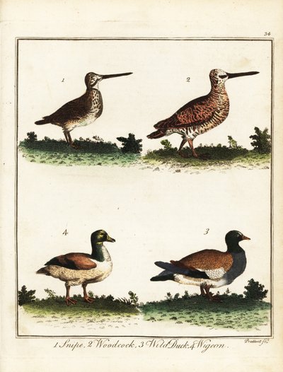Wildvögel: Schnepfe, Waldschnepfe, Wildente und Pfeifente. 1792 (Gravur) von T. Prattent