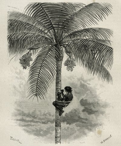 Die Ernte des Wachses der Ceroxylon-Palme im Quindio (Kolumbien), Gravur von Taylor und Ferdinandus, zur Illustration der Geschichte L