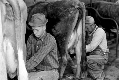 Landwirtschaftspraktikant lernt Kühe zu melken am North Carolina Industrial Training Center von Ted Spiegel