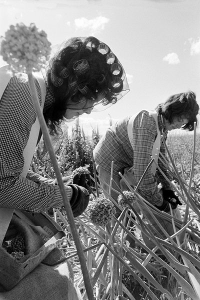 Familienbauer Ed Ker auf der A.M. Ker Ranch ist ein landwirtschaftlicher Siedler, der Luzerne anbaut von Ted Spiegel