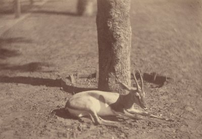 [Gazelle liegt an einem Baum] von Théodule Devéria