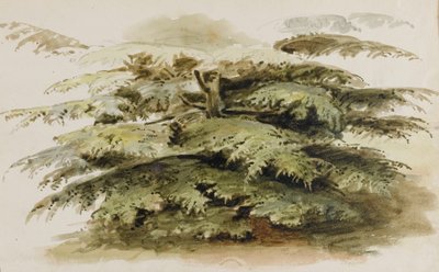 Studie eines Zedernbaums in Merton von Thomas Baxter