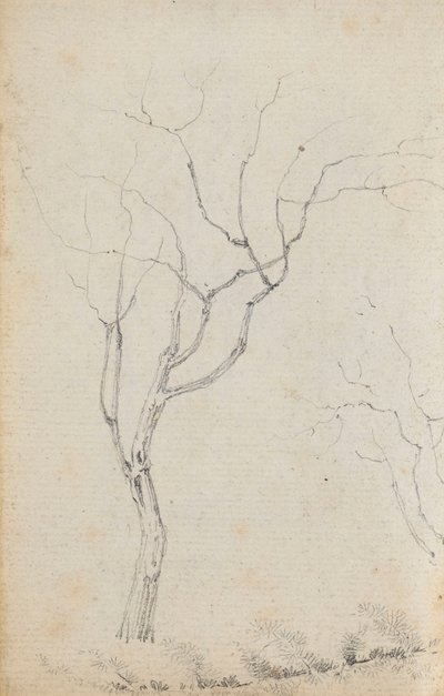 Studie von kleinen Bäumen mit niedrigen Sträuchern darunter (verso) von Thomas Baxter