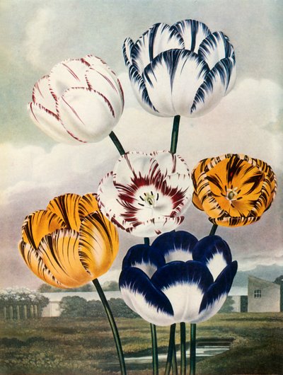 Tulpen von Thomas Baxter