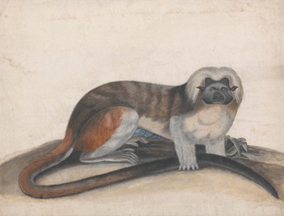 Studie für "Der Pinche oder Rotschwanzaffe" (ehemals der Baumwollkopf-Marmoset) von Thomas Bewick