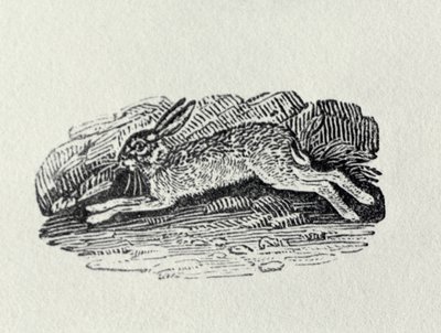 Der Hase aus 