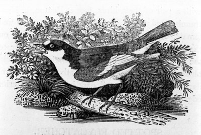 Der Trauerschnäpper, Illustration aus 