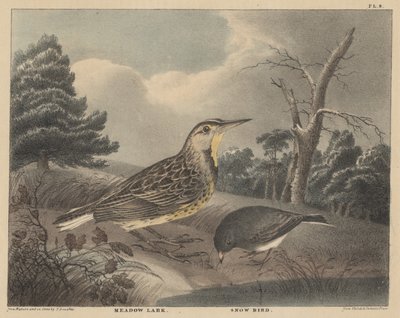 Wiesenlerche und Schneevogel, aus 