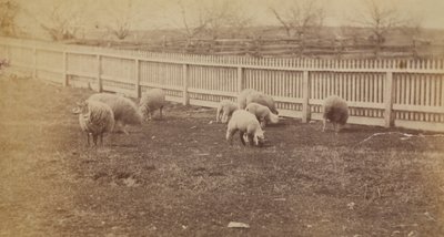 Schafe auf einer Weide auf der Farm in Avondale, PA von Thomas Eakins
