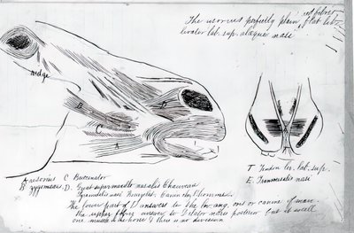 Unbetitelte anatomische Studie des Pferdekopfes, 1878 von Thomas Eakins