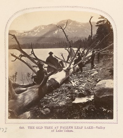 Der alte Baum am Fallen Leaf Lake von Thomas Houseworth