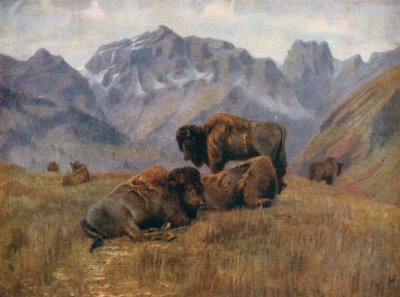 Büffel im Sommer, auf der Bow Range, nahe Banff von Thomas Mower Martin