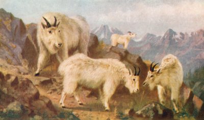Bergziegen beim Fressen von Thomas Mower Martin