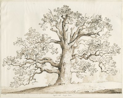 Blithfield - Squitch Eiche (1837) von Thomas Peploe Wood