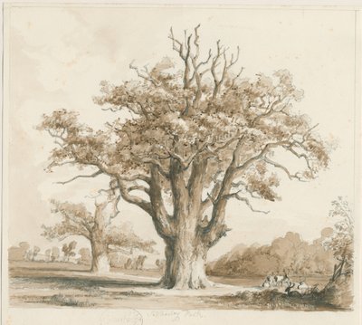 Teddesley Hall - Eichenbäume: Bleistift- und Tuschzeichnung, undatiert [Nov 1842] von Thomas Peploe Wood