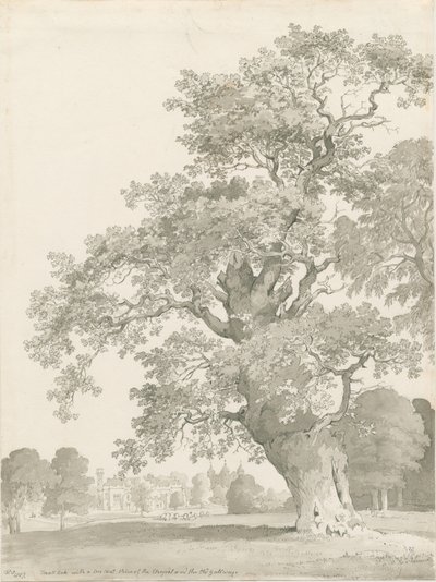 Tixall - Eiche von Thomas Peploe Wood