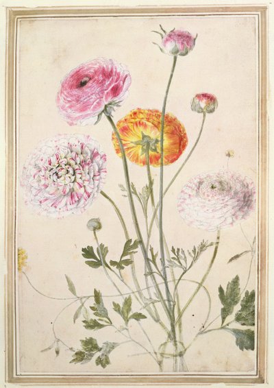 Blumenstudie, ca. 1760 von Thomas Robins