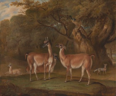 Lamas und ein Fuchs in einer bewaldeten Landschaft von Thomas Weaver