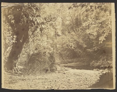 Dschungelszene: Ansicht einer Hütte aus Palmwedeln, Isthmus von Darién (Panama) von Timothy H. O