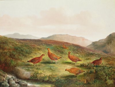 Moorhuhn in einer Moorlandschaft von Tom Hold