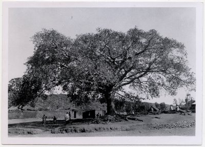 Baum mit breiter Krone vor Dorfmauer, Axum, Äthiopien, Fotografie von Ugo Monneret de Villard von Ugo Monneret de Villard