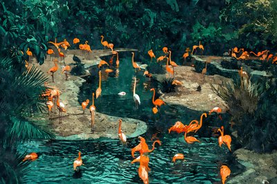 Flamingos in den Tropen von Uma Gokhale